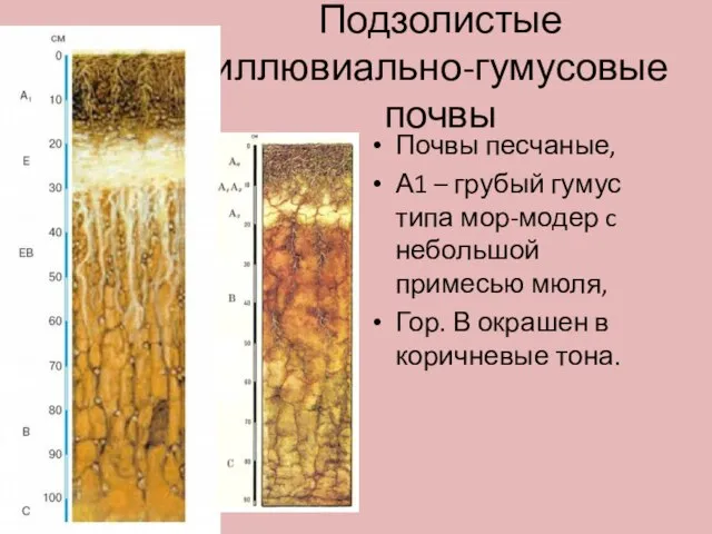 Подзолистые иллювиально-гумусовые почвы Почвы песчаные, А1 – грубый гумус типа мор-модер