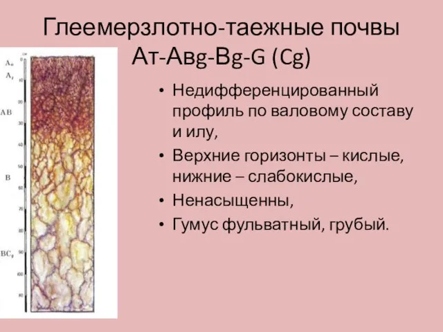 Глеемерзлотно-таежные почвы Ат-Авg-Вg-G (Cg) Недифференцированный профиль по валовому составу и илу,