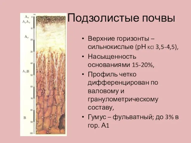 Подзолистые почвы Верхние горизонты – сильнокислые (рН KCl 3,5-4,5), Насыщенность основаниями
