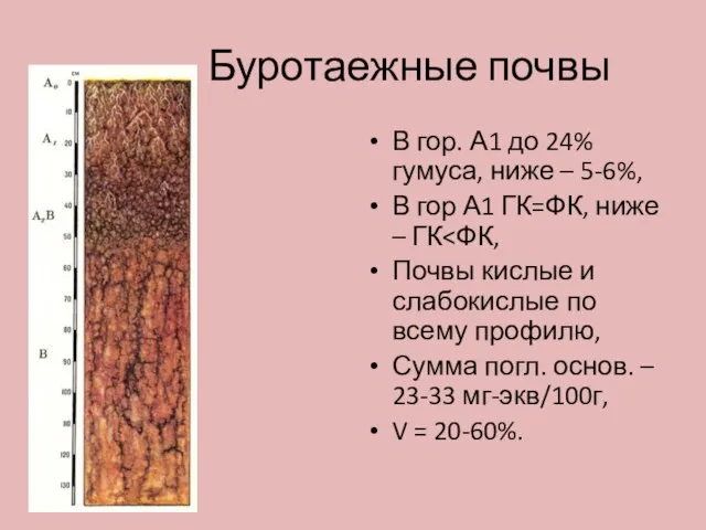 Буротаежные почвы В гор. А1 до 24% гумуса, ниже – 5-6%,