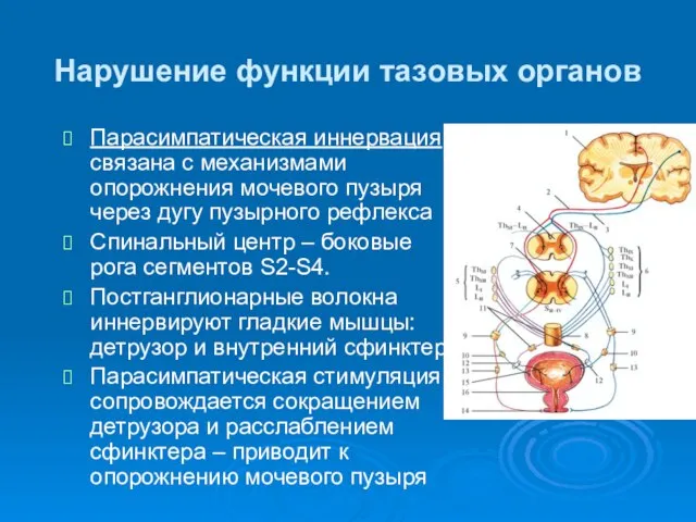 Нарушение функции тазовых органов Парасимпатическая иннервация связана с механизмами опорожнения мочевого