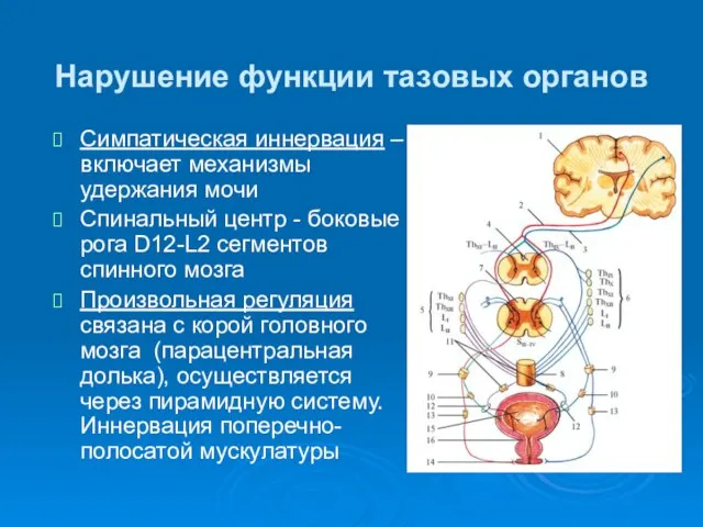 Нарушение функции тазовых органов Симпатическая иннервация – включает механизмы удержания мочи