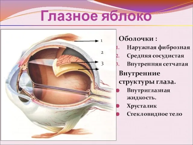 Глазное яблоко Оболочки : Наружная фиброзная Средняя сосудистая Внутренняя сетчатая Внутренние