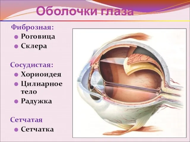 Оболочки глаза Фиброзная: Роговица Склера Сосудистая: Хориоидея Цилиарное тело Радужка Сетчатая Сетчатка