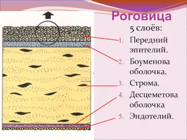 Роговица 5 слоёв: Передний эпителий. Боуменова оболочка. Строма. Десцеметова оболочка Эндотелий.