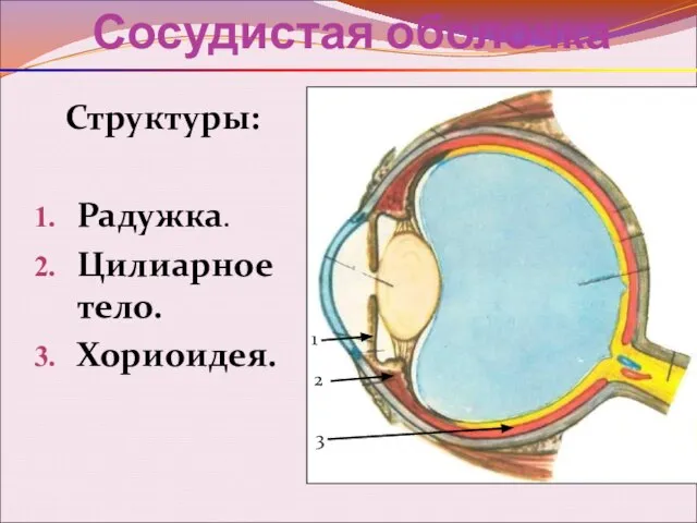 Сосудистая оболочка Структуры: Радужка. Цилиарное тело. Хориоидея. 1 2 3