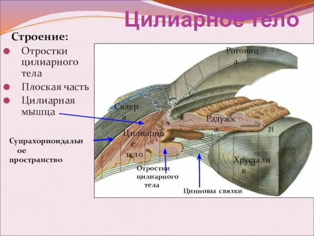 Цилиарное тело Строение: Отростки цилиарного тела Плоская часть Цилиарная мышца Цилиарное