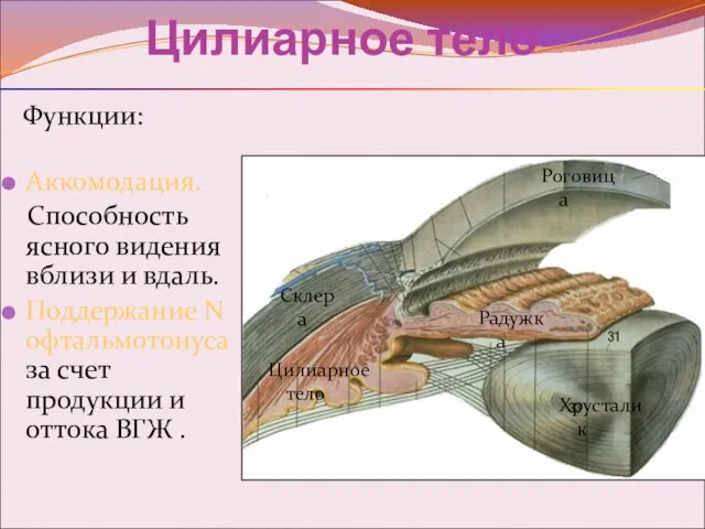 Цилиарное тело Функции: Аккомодация. Способность ясного видения вблизи и вдаль. Поддержание