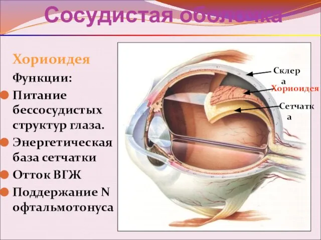 Сосудистая оболочка Хориоидея Функции: Питание бессосудистых структур глаза. Энергетическая база сетчатки