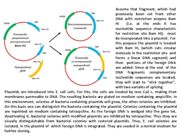 Plasmids are introduced into E. coli cells. For this, the cells