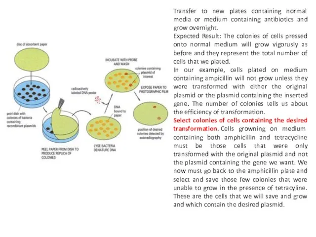 Transfer to new plates containing normal media or medium containing antibiotics