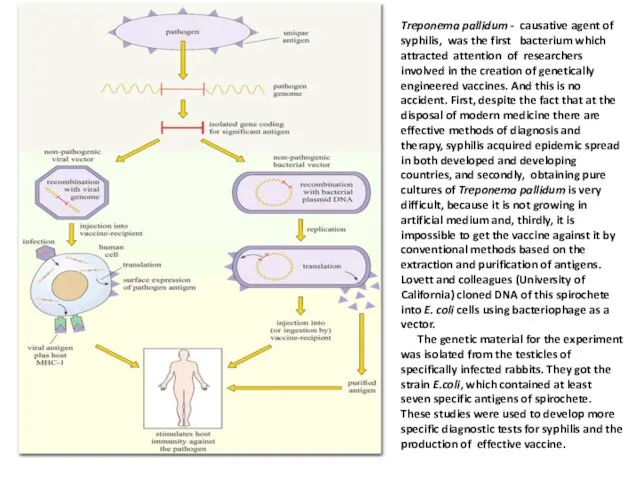 Treponema pallidum - causative agent of syphilis, was the first bacterium