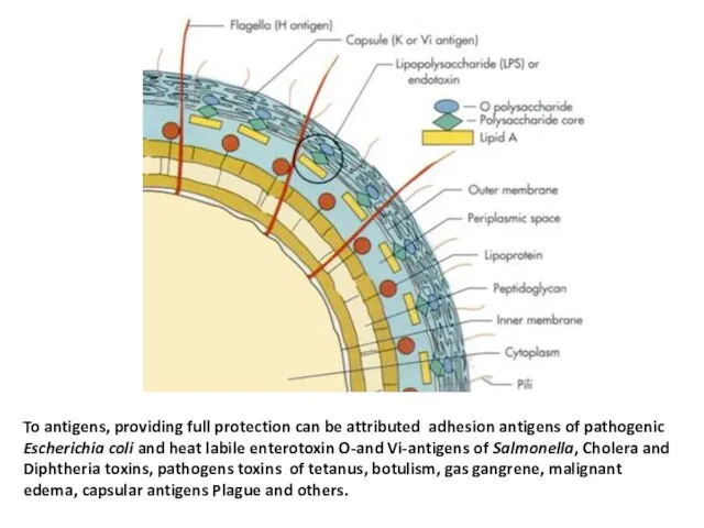 To antigens, providing full protection can be attributed adhesion antigens of