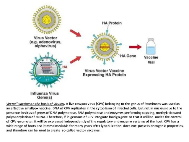 Vector" vaccine on the basis of viruses. A live cowpox virus