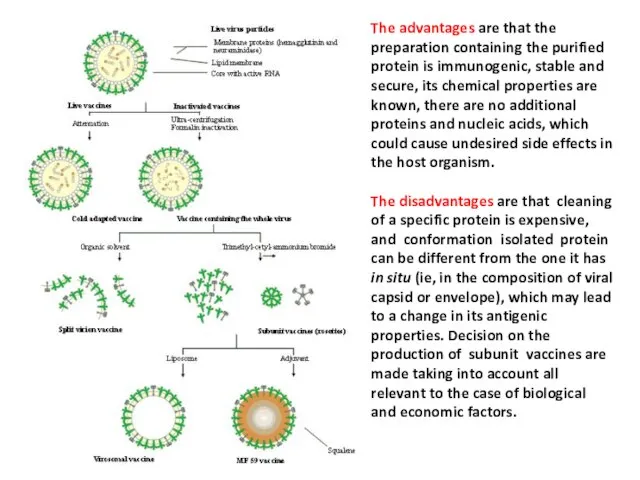 The advantages are that the preparation containing the purified protein is