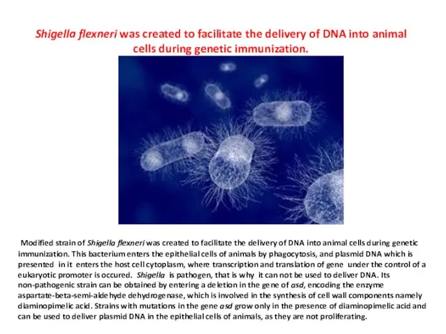 Shigella flexneri was created to facilitate the delivery of DNA into