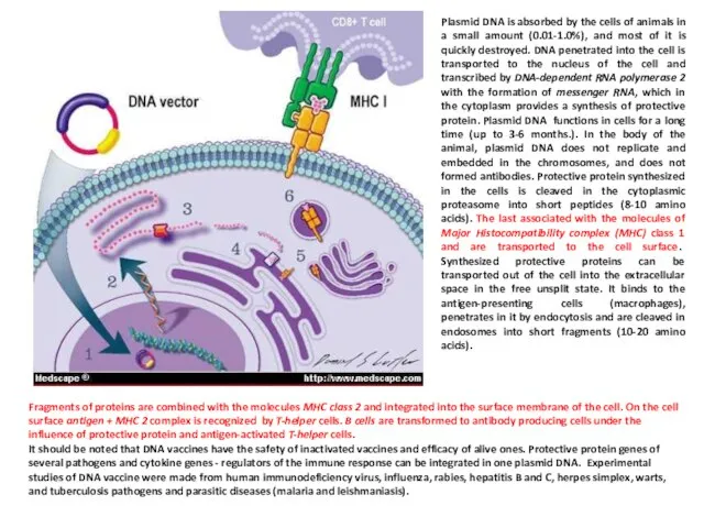 Fragments of proteins are combined with the molecules MHC class 2