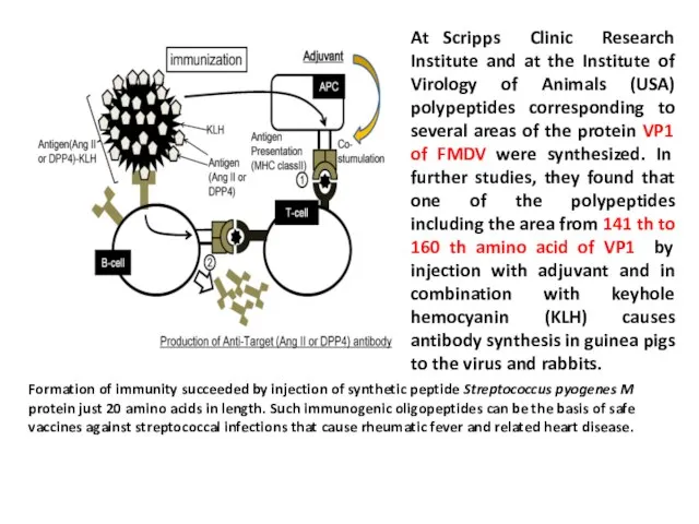 Formation of immunity succeeded by injection of synthetic peptide Streptococcus pyogenes