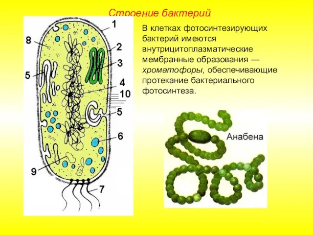 В клетках фотосинтезирующих бактерий имеются внутрицитоплазматические мембранные образования — хроматофоры, обеспечивающие протекание бактериального фотосинтеза. Строение бактерий