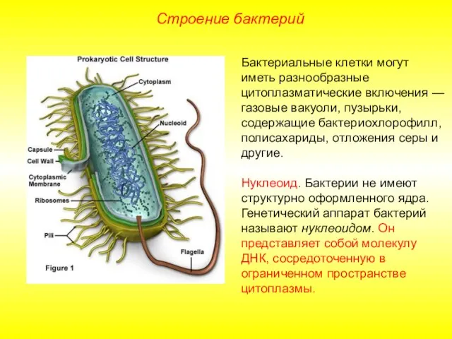 Строение бактерий Бактериальные клетки могут иметь разнообразные цитоплазматические включения — газовые