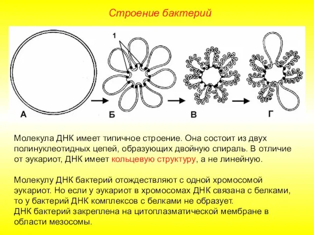 Строение бактерий Молекула ДНК имеет типичное строение. Она состоит из двух