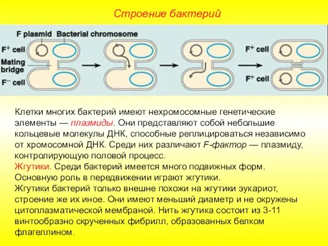 Строение бактерий Клетки многих бактерий имеют нехромосомные генетические элементы — плазмиды.