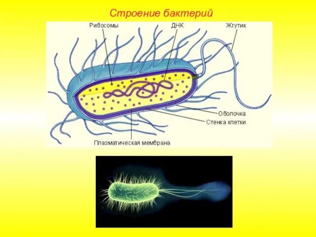 Строение бактерий
