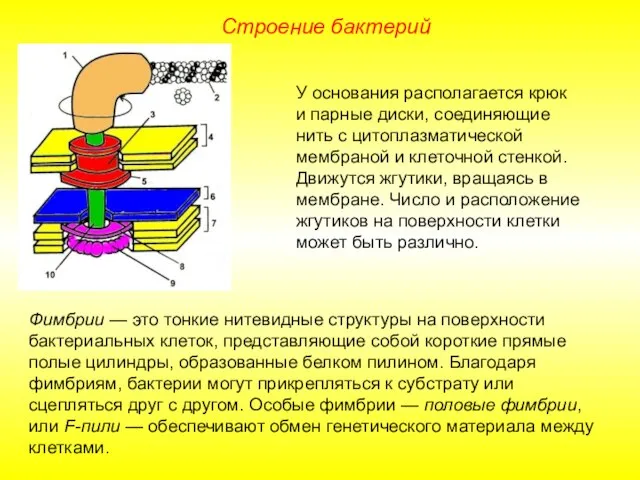 Строение бактерий У основания располагается крюк и парные диски, соединяющие нить