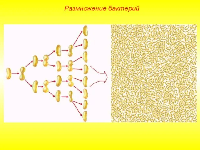 Размножение бактерий