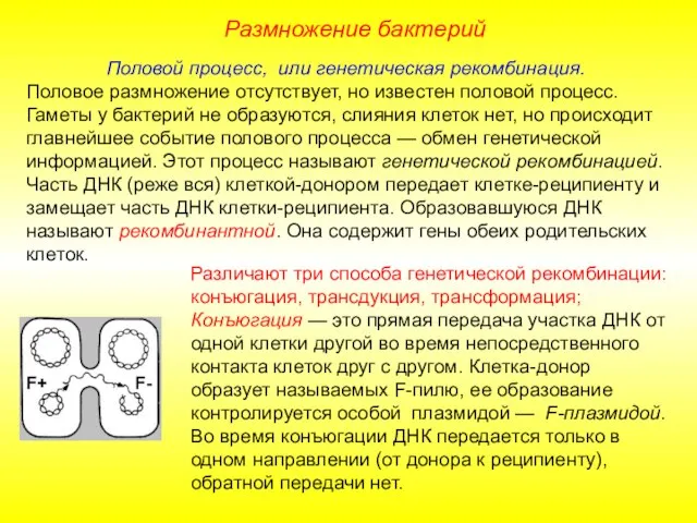 Размножение бактерий Половой процесс, или генетическая рекомбинация. Половое размножение отсутствует, но