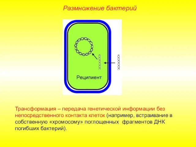 Трансформация – передача генетической информации без непосредственного контакта клеток (например, встраивание