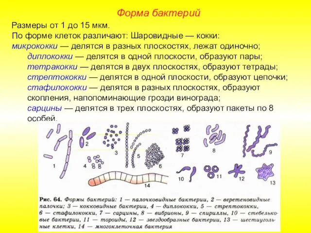 Форма бактерий Размеры от 1 до 15 мкм. По форме клеток