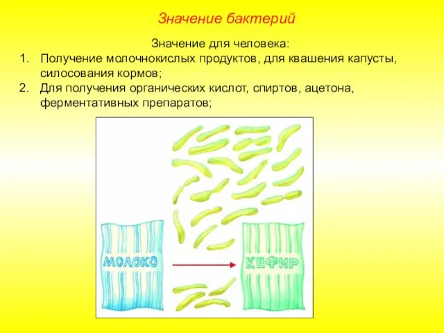Значение бактерий Значение для человека: Получение молочнокислых продуктов, для квашения капусты,