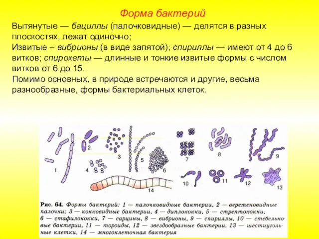 Форма бактерий Вытянутые — бациллы (палочковидные) — делятся в разных плоскостях,