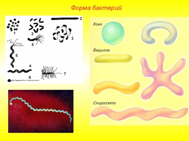 Форма бактерий