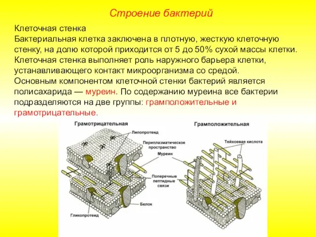 Клеточная стенка Бактериальная клетка заключена в плотную, жесткую клеточную стенку, на