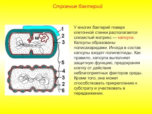 У многих бактерий поверх клеточной стенки располагается слизистый матрикс — капсула.