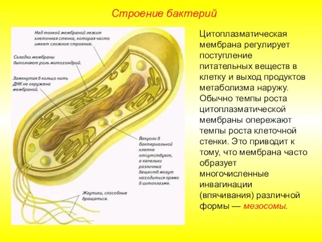 Цитоплазматическая мембрана регулирует поступление питательных веществ в клетку и выход продуктов