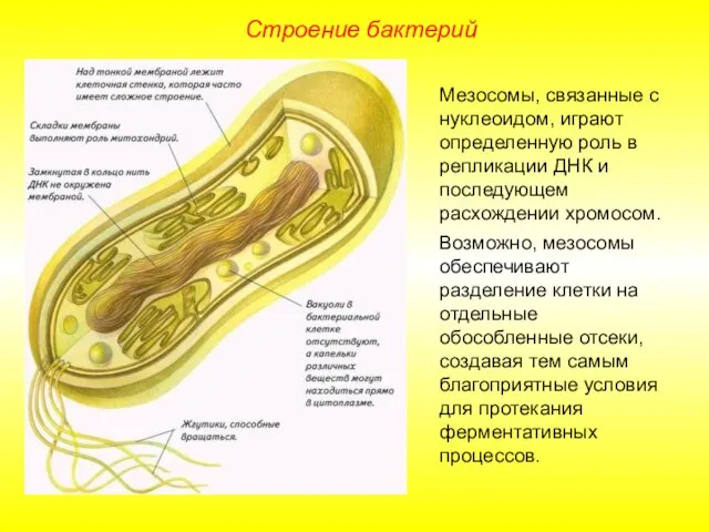 Мезосомы, связанные с нуклеоидом, играют определенную роль в репликации ДНК и