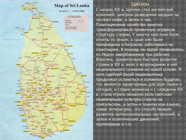 Цейлон С начала XIX в. Цейлон стал английской колонией, центром разведения