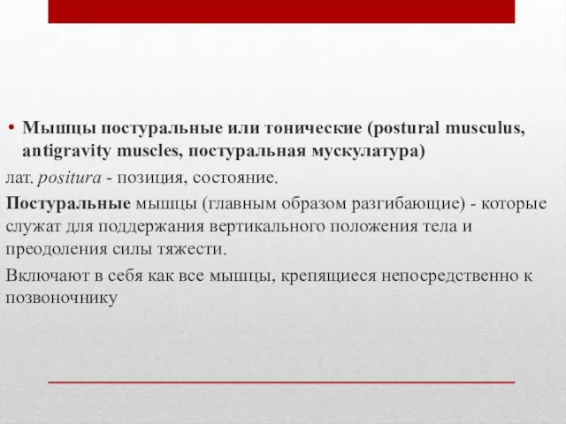 Мышцы постуральные или тонические (postural musculus, antigravity muscles, постуральная мускулатура) лат.