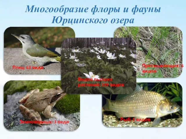 Многообразие флоры и фауны Юрцинского озера Птиц: 63 вида Земноводных: 3