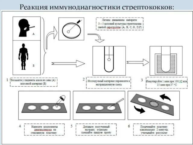 Реакция иммунодиагностики стрептококков: