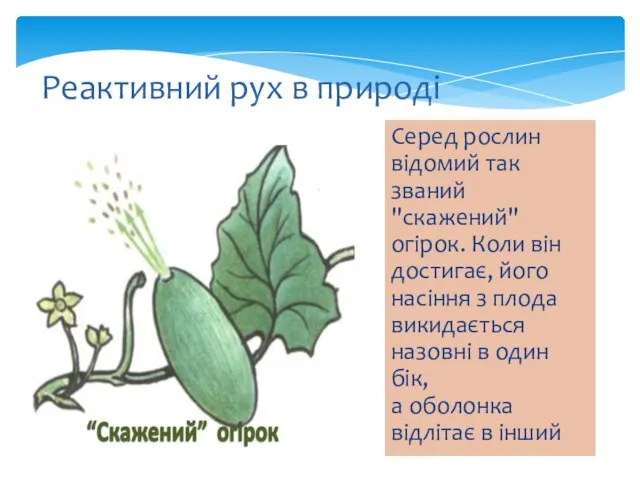 Реактивний рух в природі Серед рослин відомий так званий "скажений" огірок.