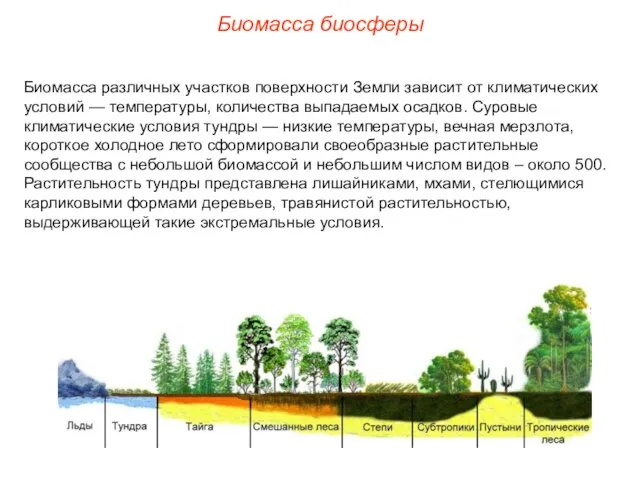 Биомасса биосферы Биомасса различных участков поверхности Земли зависит от климатических условий