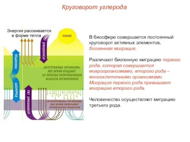 В биосфере совершается постоянный круговорот активных элементов, биогенная миграция. Различают биогенную