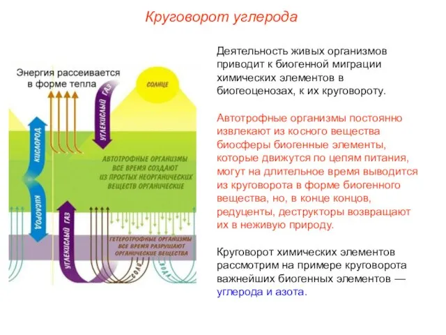 Деятельность живых организмов приводит к биогенной миграции химических элементов в биогеоценозах,