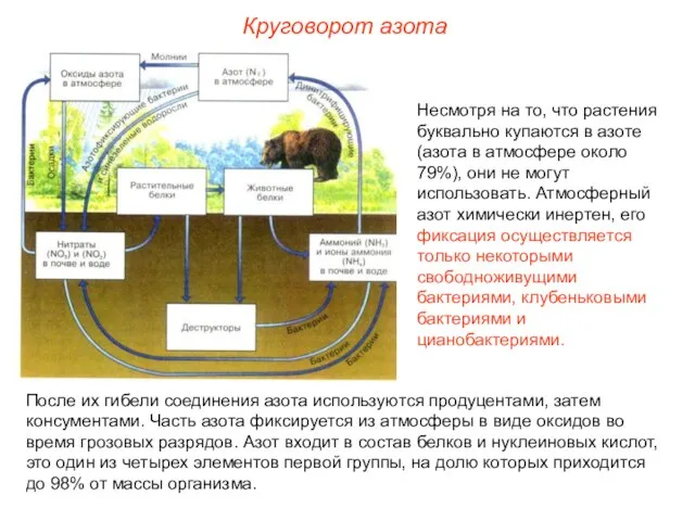 Несмотря на то, что растения буквально купаются в азоте (азота в