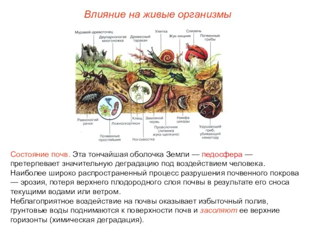 Влияние на живые организмы Состояние почв. Эта тончайшая оболочка Земли —