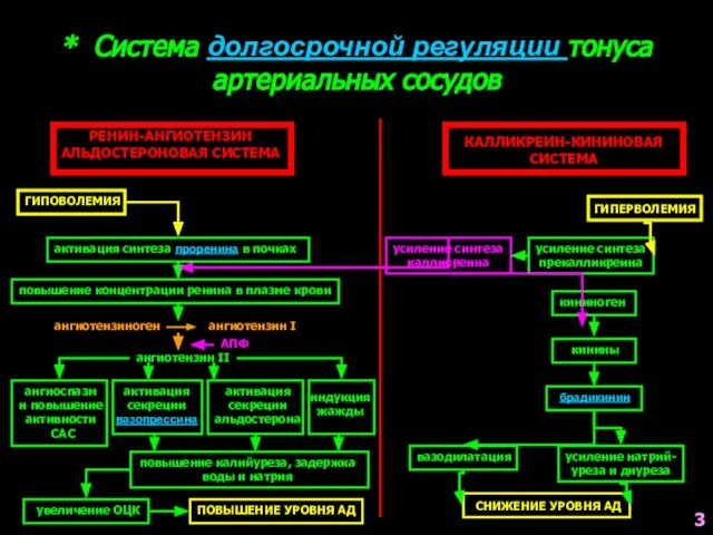 * Система долгосрочной регуляции тонуса артериальных сосудов РЕНИН-АНГИОТЕНЗИН АЛЬДОСТЕРОНОВАЯ СИСТЕМА КАЛЛИКРЕИН-КИНИНОВАЯ